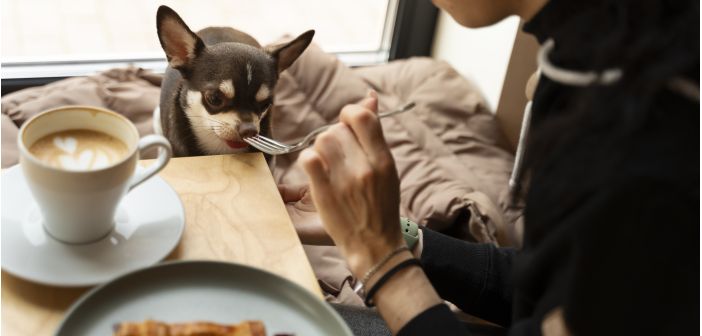 Articulos la toxicidad del cafe para perros y gatos 1