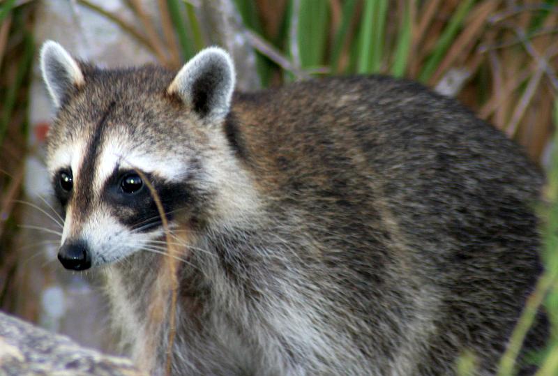 Actualidad ue lista especies exoticas invasoras 1