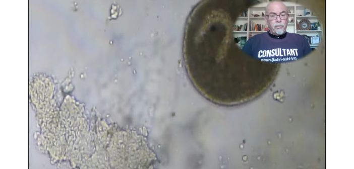 Acuariofilia las 5 principales enfermedades de los peces 1