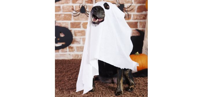 Actualidad las compras de halloween se anticipan 1