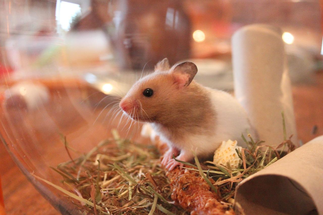 Articulos necesidades basicas hamster 2