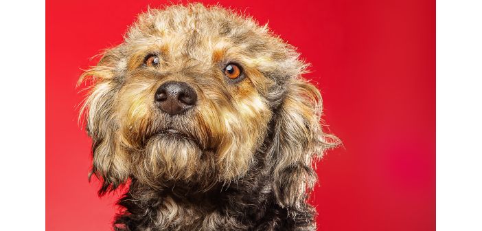 Actualidad las razas caninas mas populares en uk 1