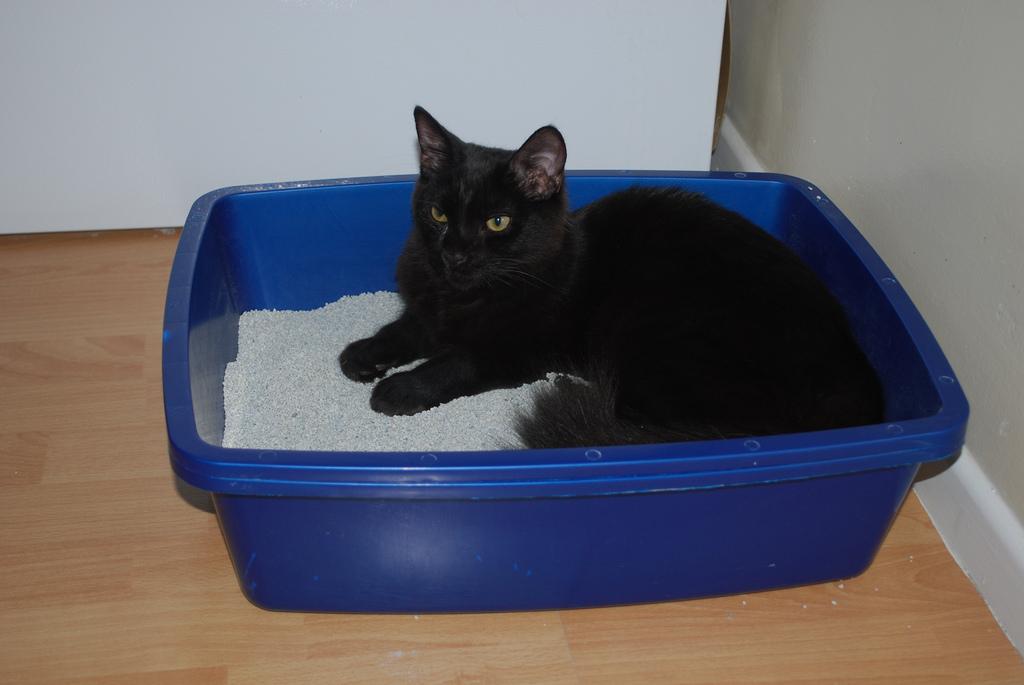 Articulos accesorios y complementos lechos higienicos para gatos 1