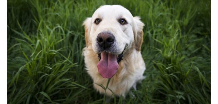 Leishmaniasis, uno de los principales riesgos de nuestro perro en verano