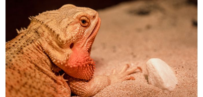 Lipidosis hepática en los dragones barbudos