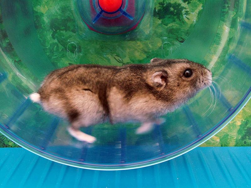 Lo básico para el mantenimiento de pequeños mamíferos