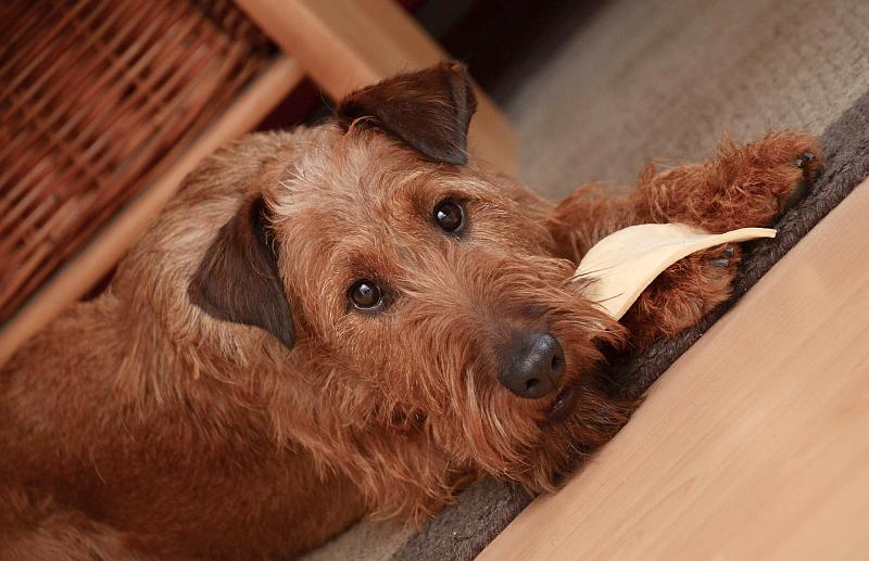 Articulos alimentacion natural para perros 2