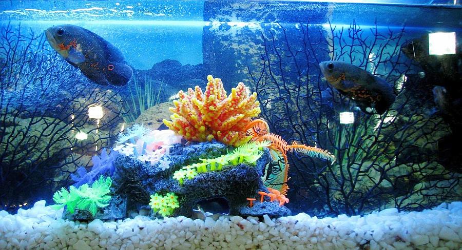Acuariofilia calidad del agua en los acuarios 1