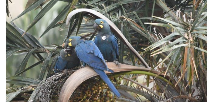 Actualidad noticias loro parque fundacion sella un nuevo hito en la reintroduccion del guacamayo de lear en brasil 1