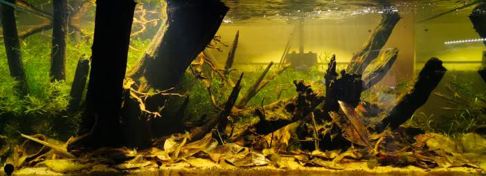 Acuariofilia los acuarios de biotopo al alcance de todos 1