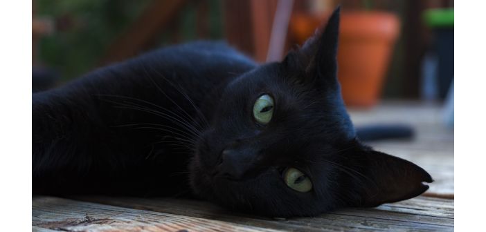 Actualidad los gatos negros mas alla de mitos y supersticiones 1