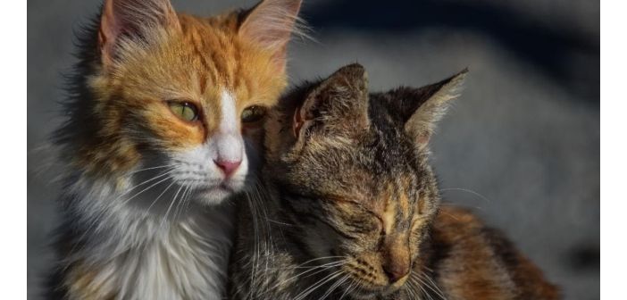 Articulos los gatos tambien sufren el duelo 1