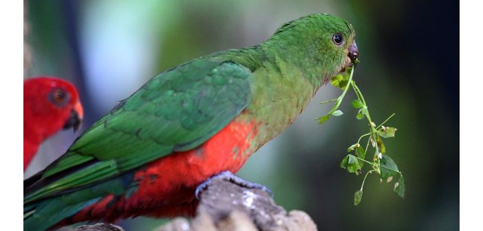 Los loros necesitan el alimento verde