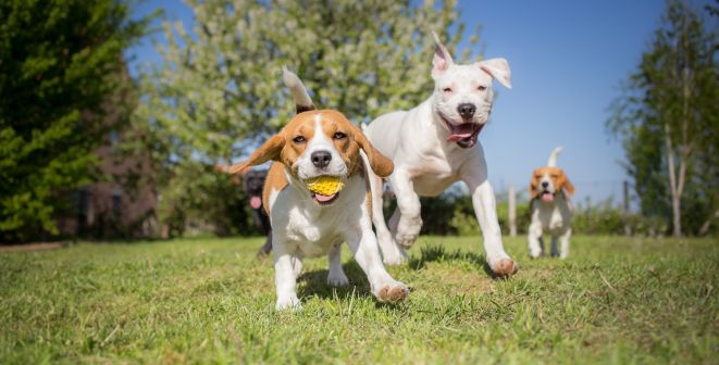 Los perros necesitan jugar un mínimo de 15 minutos diarios