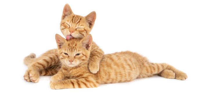 Más gatos, mismo número de perros en Austria 