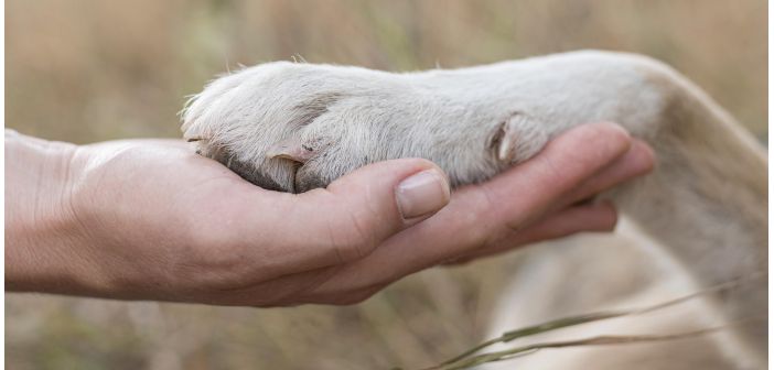 Articulos salud y bienestar mejorar nuestra calidad de vida con un animal de compania 1