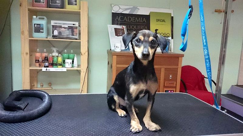 ¿Merece la pena montar un spa para perros en tu peluquería canina?