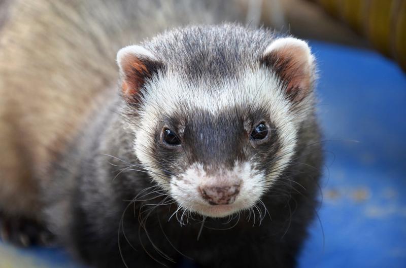 Actualidad movimientos de animales de compania 2