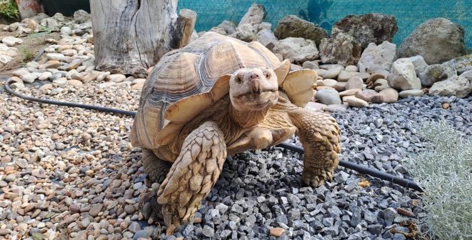 Actualidad mutiples actividades y exposiciones en 100x100mascota 1