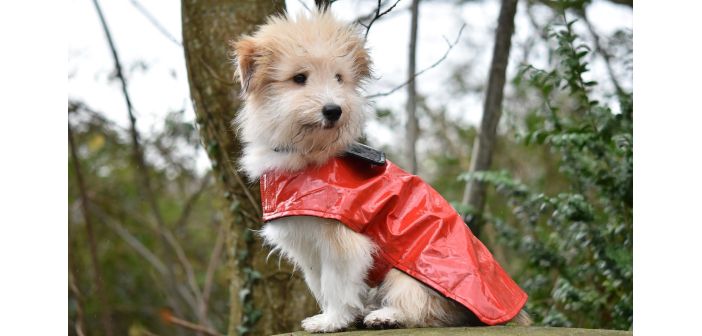 ¿Necesitan abrigo los perros?