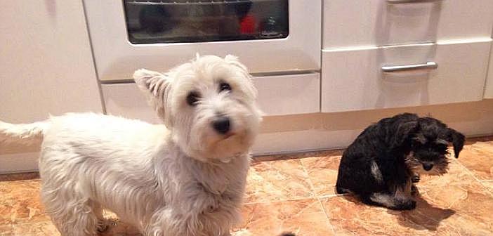 Actualidad nuevo marco para el movimiento comercial de mascotas dentro de la union europea 1