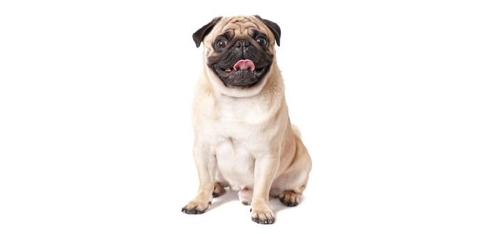 Actualidad obesidad de las mascotas en mexico 1