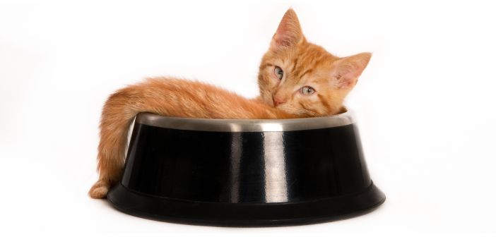 Pautas de alimentación del gatito desde el primer día en casa