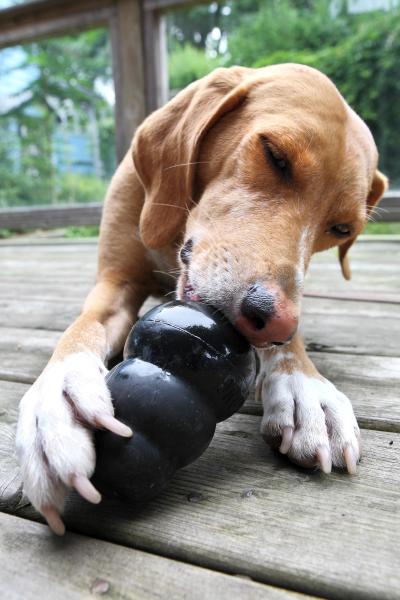 Articulos alimentacion 2 piensos de gama alta para perros 1