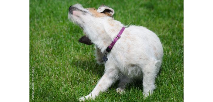 Por qué alguna razas caninas sufren más los parásitos