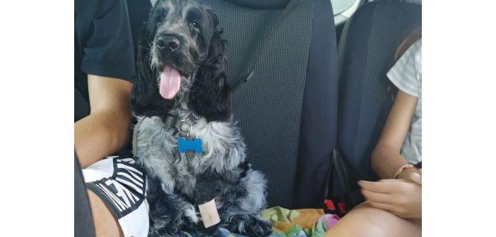 Prevenir o combatir la depresión posvacacional en perros