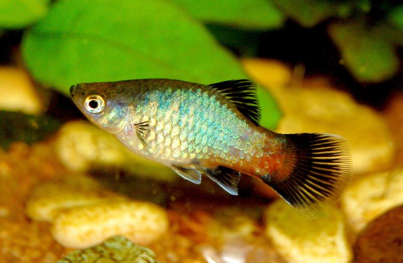 Acuariofilia 2 platys 1