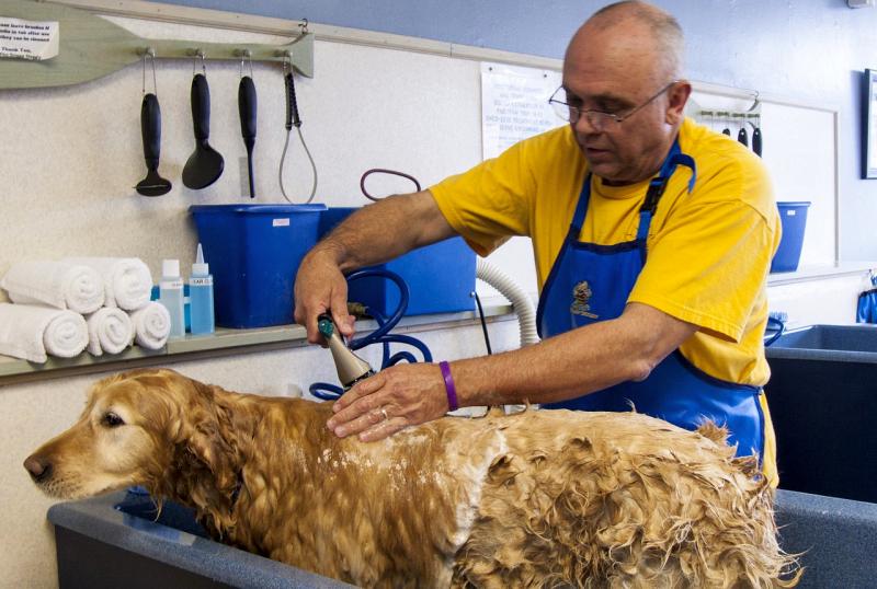 Articulos prevenir los parasitos peluqueria 1