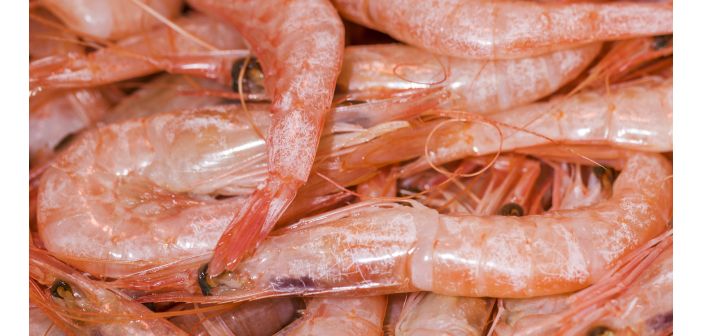Proteínas alternativas para mascotas: subproductos de calamar y gambas