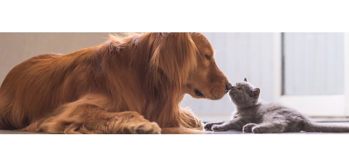 Que el otoño no condicione el ocio con las mascotas