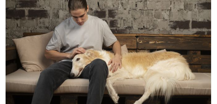 Articulos que hacer cuando fallece un perro o gato 1