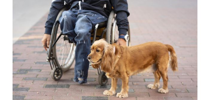 Real Decreto sobre uso y bienestar de perros de asistencia a consulta pública