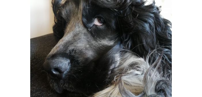 Recomendaciones para el aseo de perros entre sesiones de peluquería