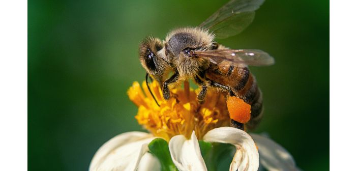 Articulos recomendaciones sobre como actuar ante una picadura de abeja 1