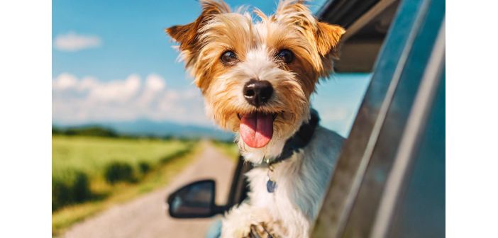 Recomienda estos cuidados de los perros tras el verano