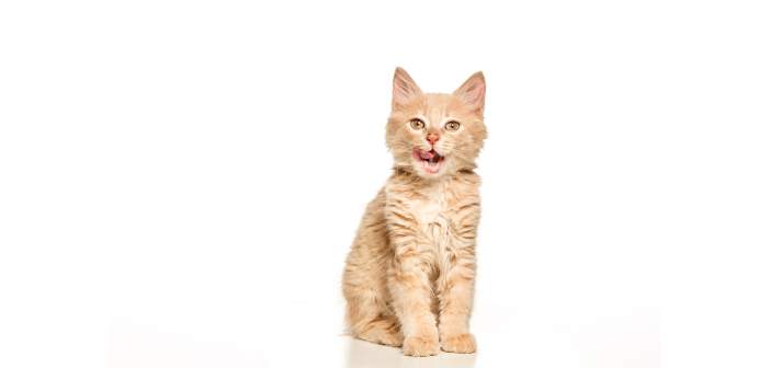 Regala recomendaciones a tus clientes felinos