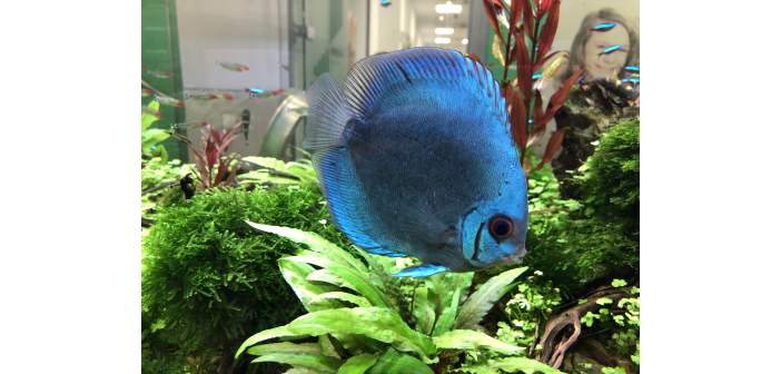 Acuariofilia requerimientos de acuarios plantados con peces disco i 1