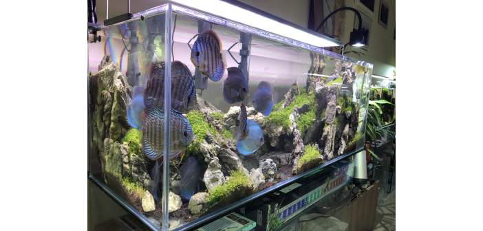 Acuariofilia requerimientos de acuarios plantados con peces disco y ii 1