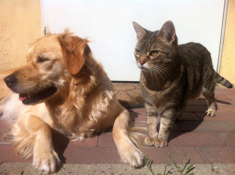¿Sabes cuántos perros hay en España? ¿Y gatos?