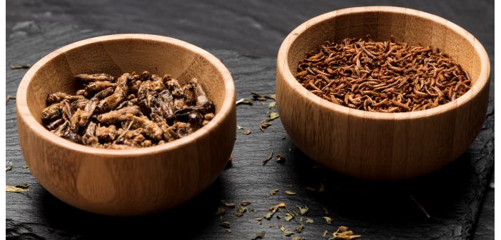 ¿Serán los insectos parte de nuestra dieta?