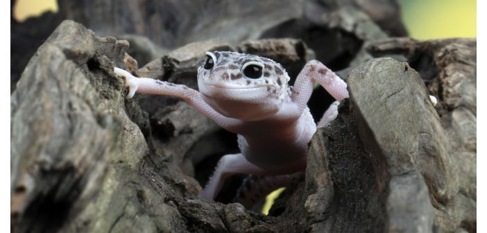 Significado del autorreconocimiento y la acumulación de heces en geckos Tokay