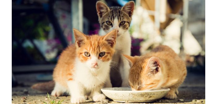 Actualidad solo el 4 de los gatos abandonados lleva microchip 1