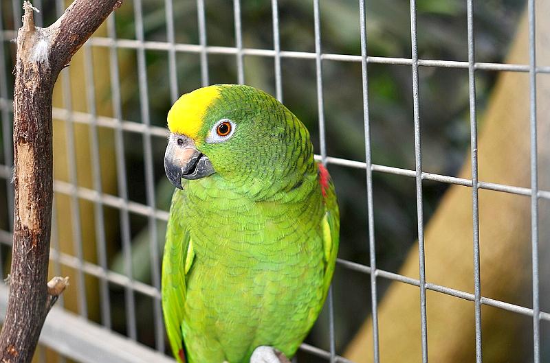 ¿Son ciertas estas creencias sobre los loros?