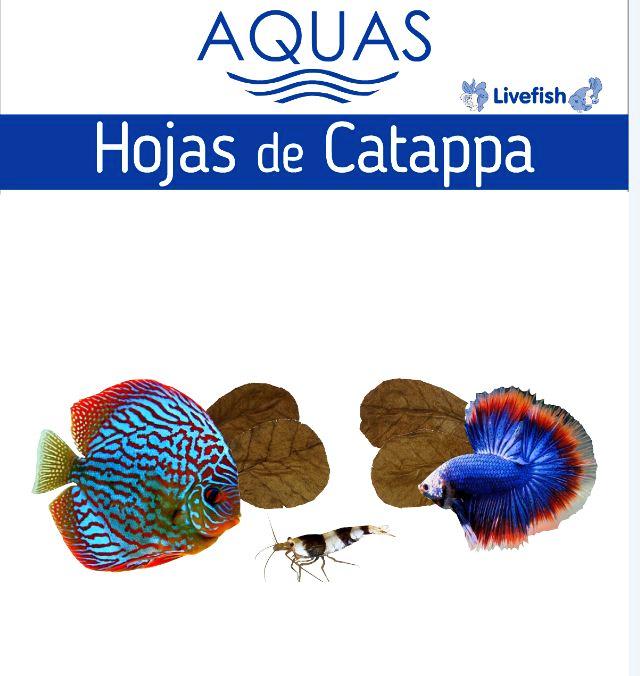 Acuariofilia novedades acuariofilia terminalia catappa 1
