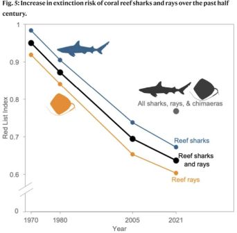 Acuariofilia tiburones y rayas en riesgo de extincion 1