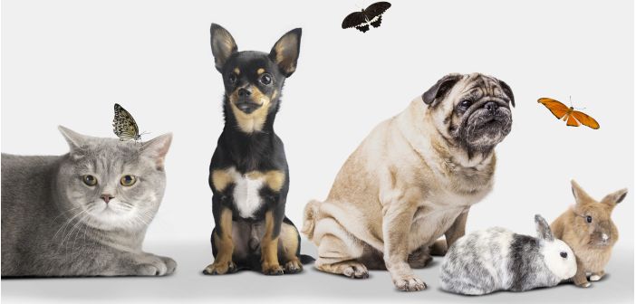 Todo lo que debes saber de la nueva Ley de Bienestar Animal